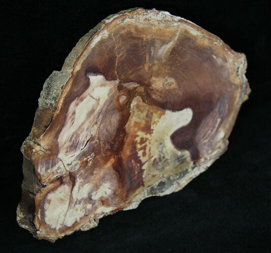 Petrified Wood Slab - Sweethome, Oregon #25895